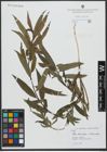 Foto von Salix triandra L. x Salix viminalis L.